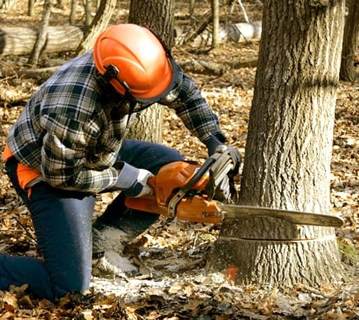Tree Removal in Candler, NC